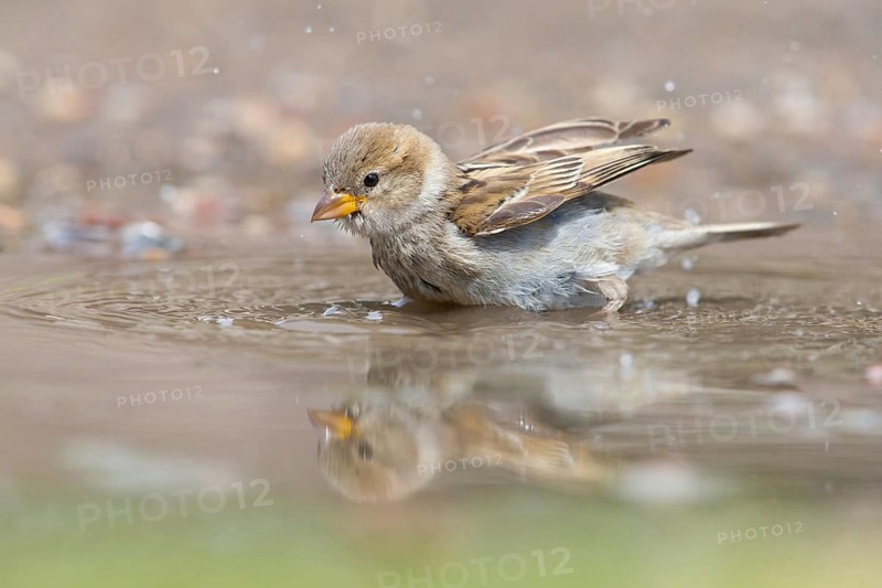 House Sparrow, House Sparrow, Passer domesticus, Moineau domestique, Gorrión Común, Muselievo, Muselievo, Pleven, Bulgaria
