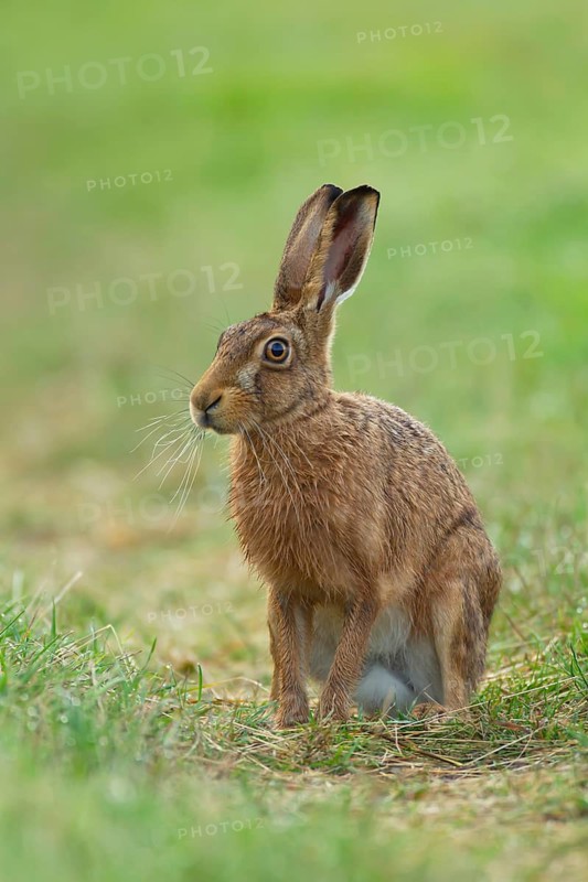 European brown hare (Lepus europaeus) adult animal in grassland in summer, England, United Kingdom