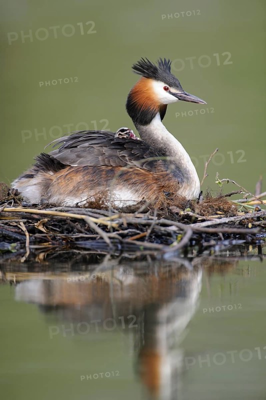 Great Crested Grebe (Podiceps cristatus) nest, Lower Saxony, Germany