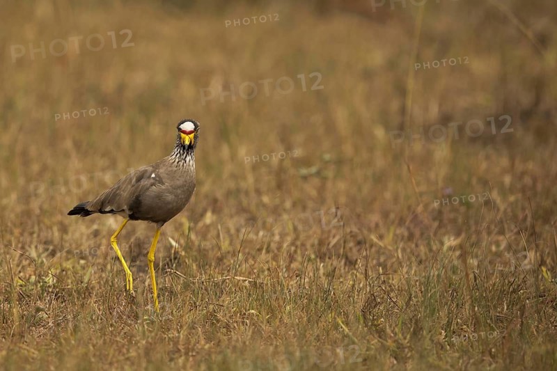 African Wattled Lapwing (Vanellus senegallus), Lake Mburo National Park, Uganda
