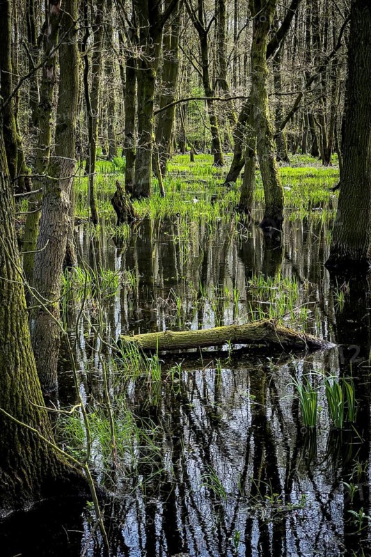 Ochsenmoor nature reserve, flooded, water, flood, climate, climate change, forest, moor, heavy rain, groundwater, groundwater level, water level, landscape, forest landscape, Hüde, Lake Dümmer, Germany