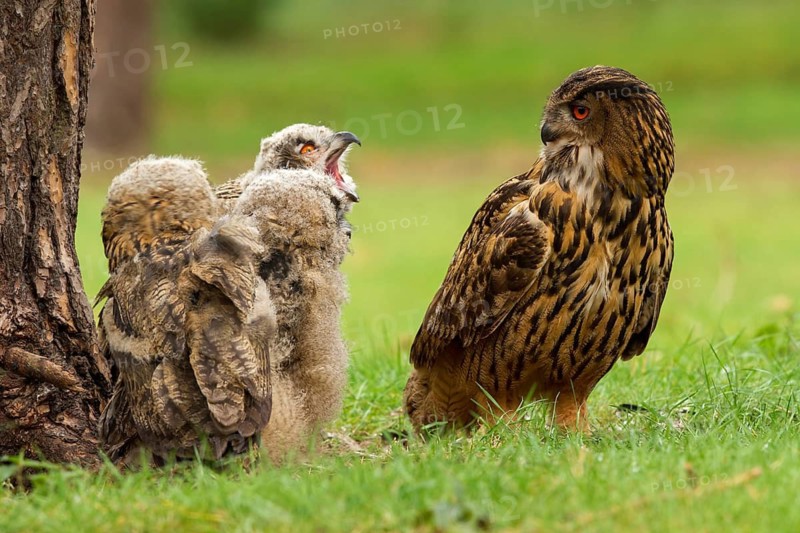 Eurasian Eagle-Owl (Bubo bubo) female with juvenile, Utrecht, Netherlands