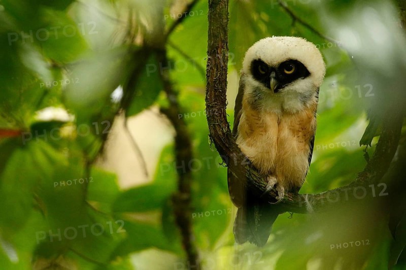 Spectacled Owl (Pulsatrix perspicillata) chick perched on a branch, Costa Rica