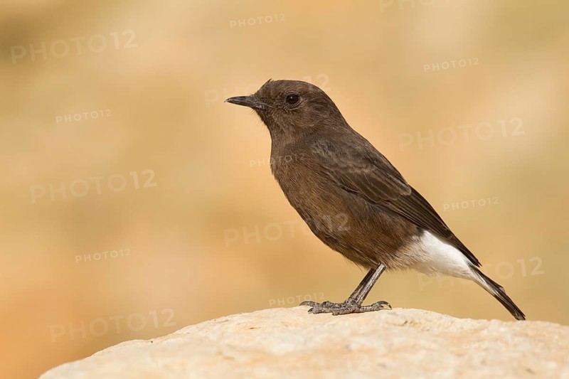 Black Wheatear (Oenanthe leucura) female, Morocco