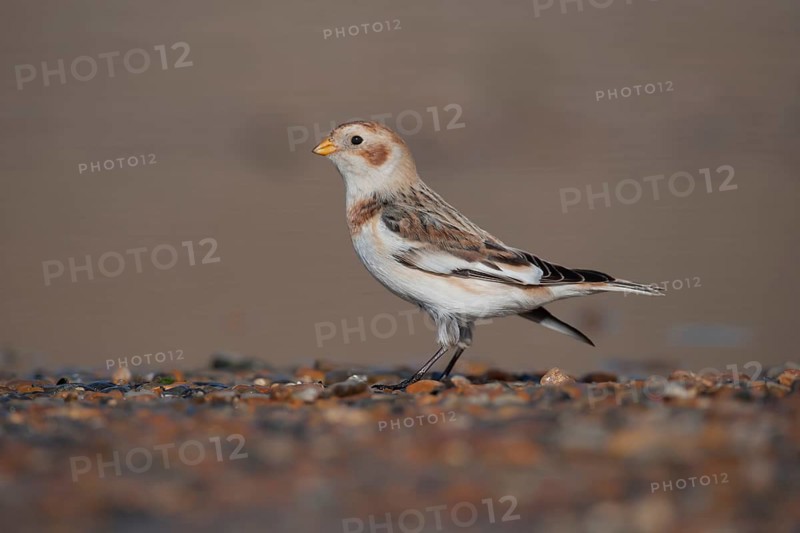 Snow bunting (Plectrophenax nivalis) adult bird on a coastal shingle beach in winter, Norfolk, England, United Kingdom