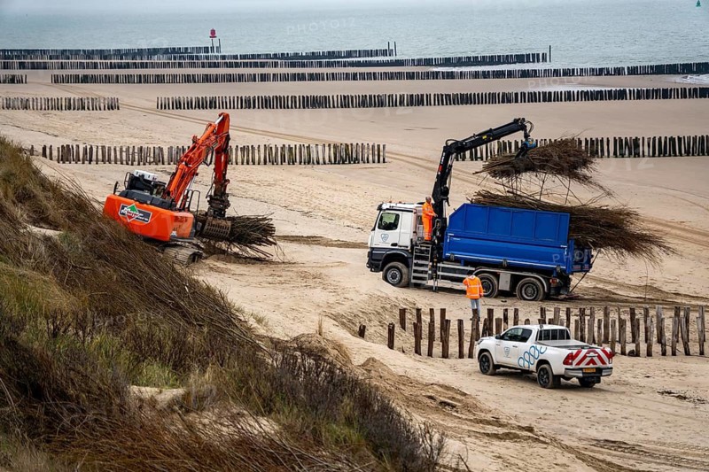 Coastal protection, work on strengthening the dunes with brushwood fences, which are attached to the sand dunes with wooden posts, erosion caused by wind and water is thus slowed down, sand collects on the fine branches and thus strengthens the dune, near Westkapelle, Walcheren Peninsula in the Dutch province of Zeeland