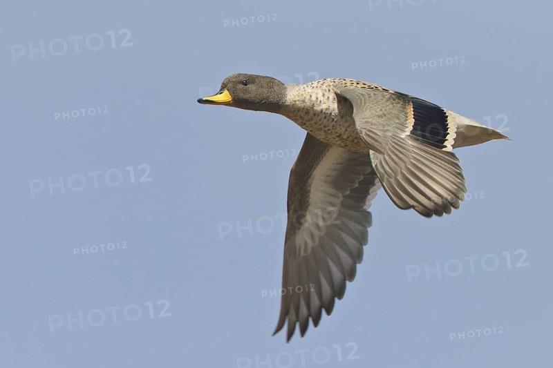 Speckled Teal (Anas flavirostris) in flight in Bolivia, South America