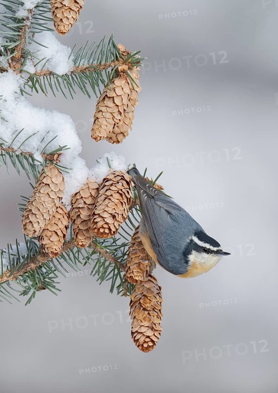 Red-breasted Nuthatch (Sitta canadensis), Alaska, USA