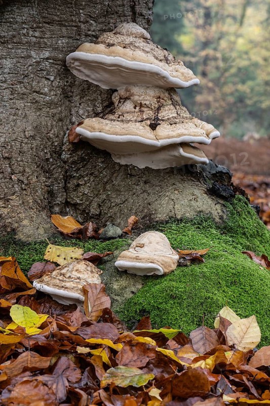 Tinder fungus (Fomes fomentarius) on a beech tree (Fagus sylvatica), Emsland, Lower Saxony, Germany