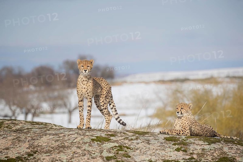 Cheetah (Acinonyx jubatus) two on a rock in snow covered landscape, Castile-La Mancha, Spain