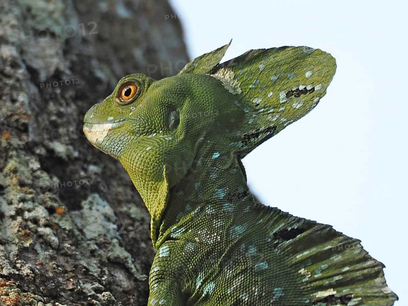 Helmeted Basilisk (Basiliscus basiliscus)