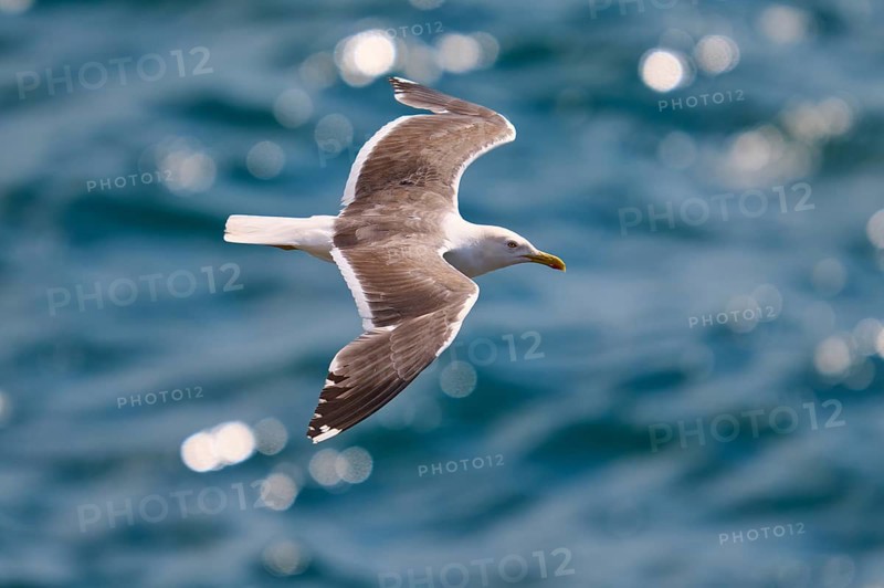 A gull flies with spread wings over the deep blue sea, Great Black-backed Gull (Larus marinus), Seahouses, Inner Farne, Farne Islands, Northumberland, England, Great Britain
