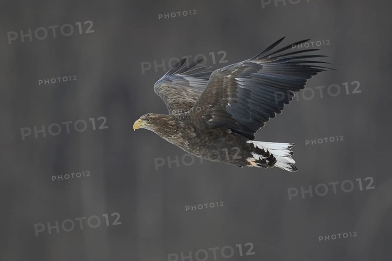 White-tailed Eagle (Haliaeetus albicilla) flying, Hokkaido, Japan