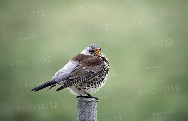 Fieldfare (Turdus pilaris) sitting on a perch, Schleswig-Holstein, Germany