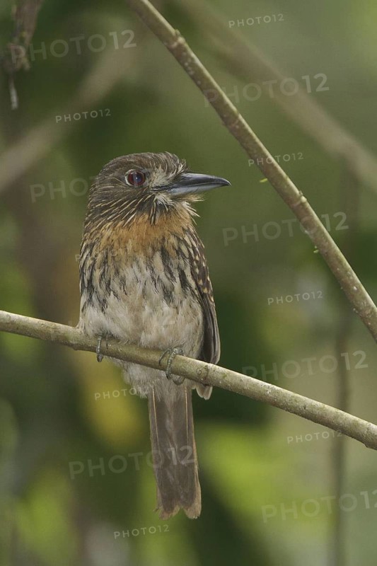 White-whiskered Puffbird (Malacoptila panamensis), Costa Rica