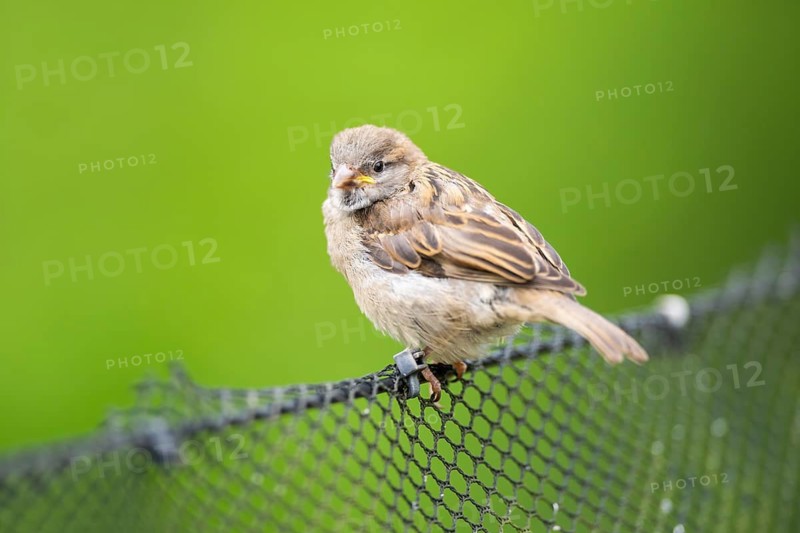 House sparrow (Passer domesticus) sitting on a fence, Bavaria, Germany Europe