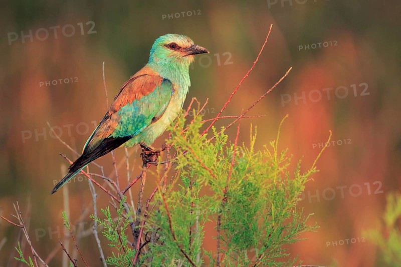 European Roller (Coracias garrulus), Danube Delta, Romania