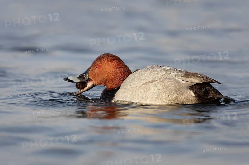 Common Pochard (Aythya ferina) male, Berlin, Germany