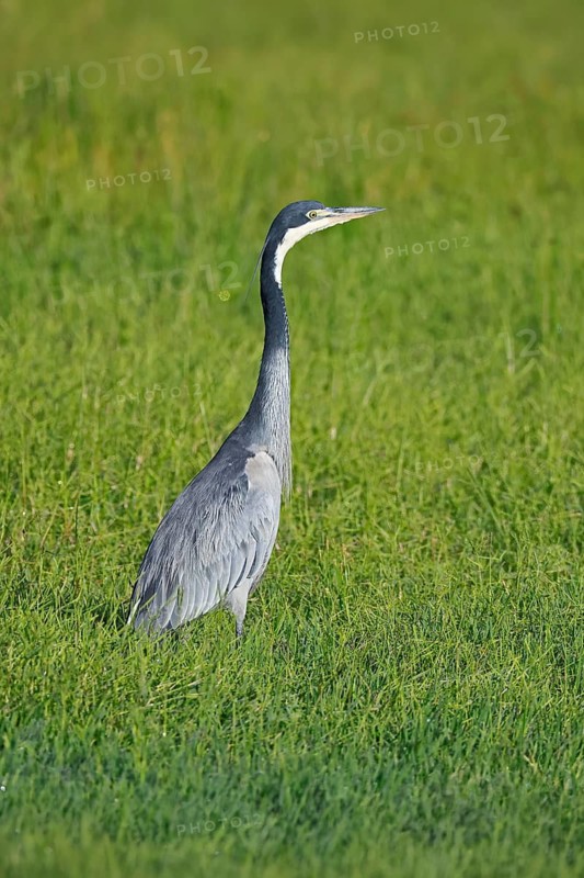 Black-necked Night Heron (Ardea melanocephala), adult, alert, in a meadow, foraging, Mountain Zebra National Park, South Africa