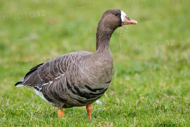 Greater White-fronted Goose (Anser albifrons), North Rhine-Westphalia, Germany
