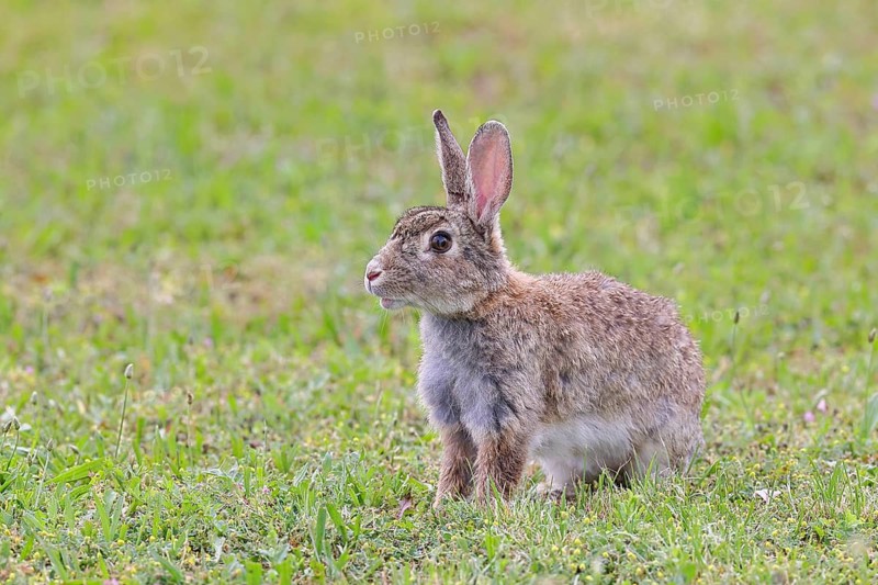 Wild rabbit (Oryctolagus cuniculus), sitting in a meadow, fully grown, alert, wildlife, animals, rodent, Podersdorf, Lake Neusiedl-Seewinkel National Park, Burgenland, Austria