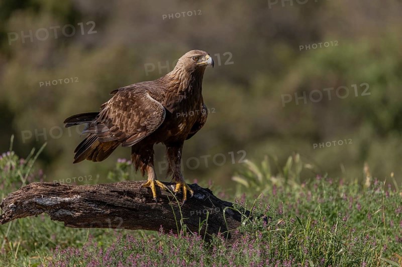 Golden eagle (Aquila chrysaetos), on branch, Andalusia, Spain