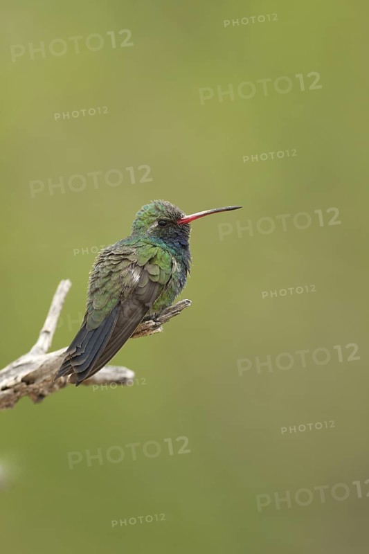 Broad-billed Hummingbird (Cynanthus latirostris), Arizona, USA