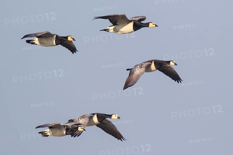 Barnacle Goose (Branta leucopsis) group of five in flight, Netherlands