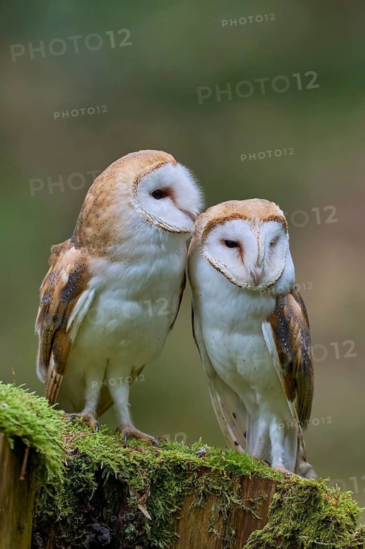 Pair of barn owls (Tyto alba) Bavaria, Germany