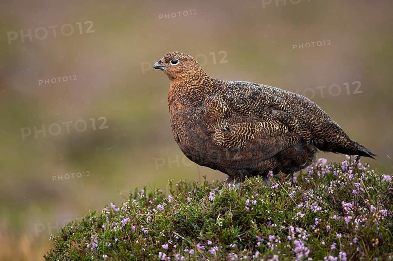 Red grouse (Lagopus lagopus scotica) adult female game bird stood on flowering purple heather plants in summer, Yorkshire, England, United Kingdom