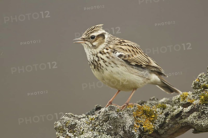 Woodlark (Lullula arborea) singing, Rhineland-Palatinate, Germany
