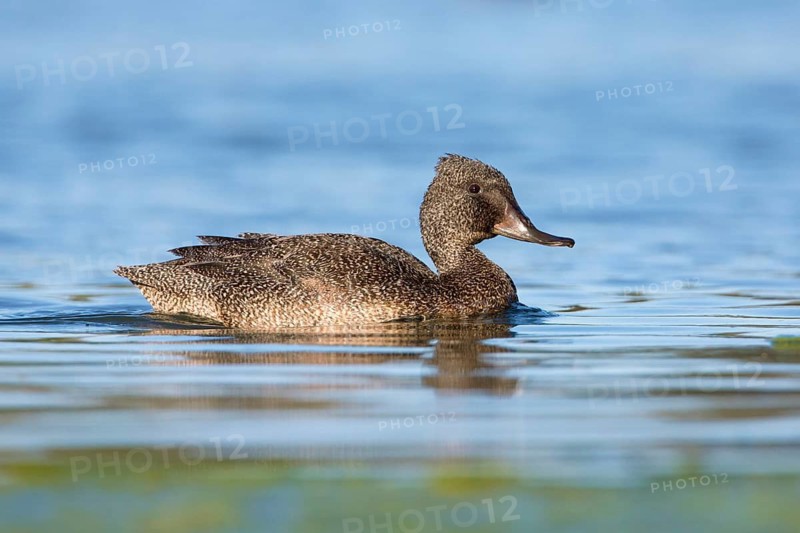 Freckled Duck (Stictonetta naevosa) male, Victoria, Australia