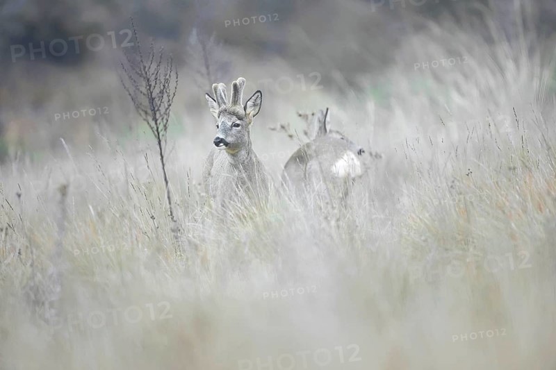 A captivating photograph capturing a pair of roe deers blending seamlessly into the misty backdrop of a lush meadow on a foggy day in Guadalajara, Spain
