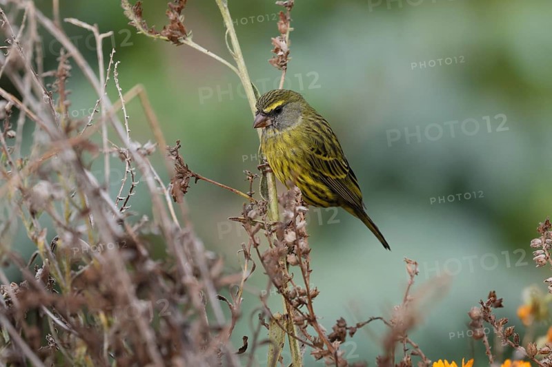 Black-chinned Seedeater (Crithagra scotops), Forest Seedeater, adult, male, foraging, on wait, Kirstenbosch Botanic Gardens, Cape Town, South Africa