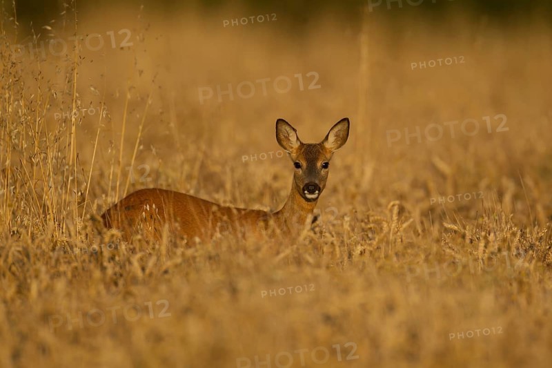 Roe deer (Capreolus capreolus) adult female doe animal in a farmland cereal field in summer, Suffolk, England, United Kingdom