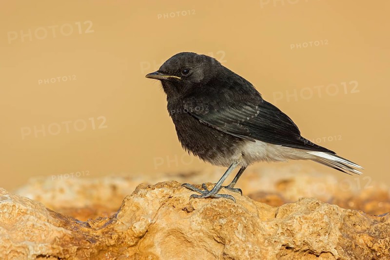 Saharasteinschmätzer, White-crowned, Black Wheatear, White-tailed Wheatear, Oenanthe leucopyga, Traquet à tête blanche, Collalba Negra de Brehm