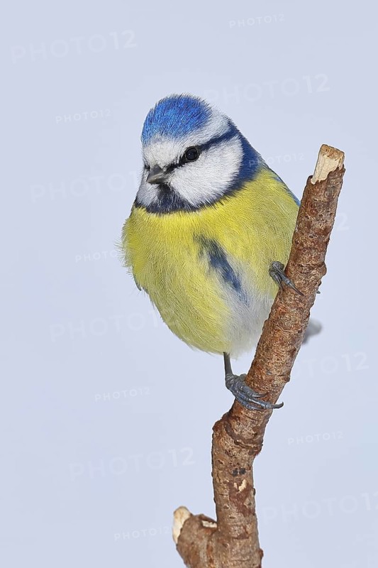 Blue tit (Parus caeruleus), sitting on a branch in front of a blue sky, Wilnsdorf, North Rhine-Westphalia, Germany