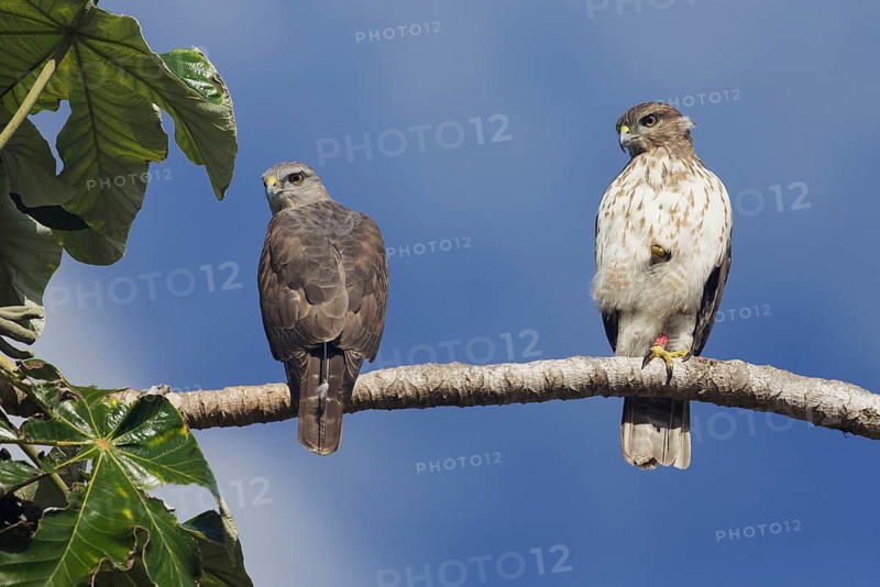 Ridgway's Hawk (Buteo ridgwayi) pair perched on a branch, Dominican Republic