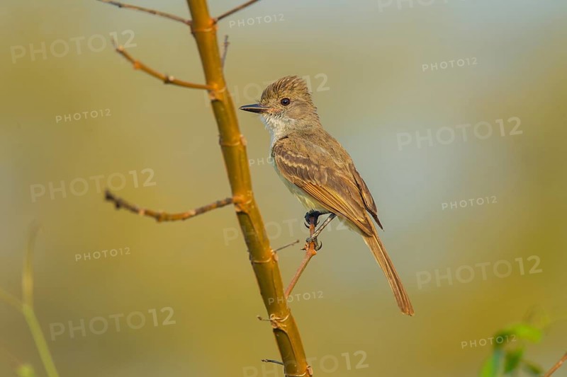 Nutting's Flycatcher Myiarchus nuttingi inquietus El Tuito, Jalisco, Mexico 14 June Adult Tyrannidae