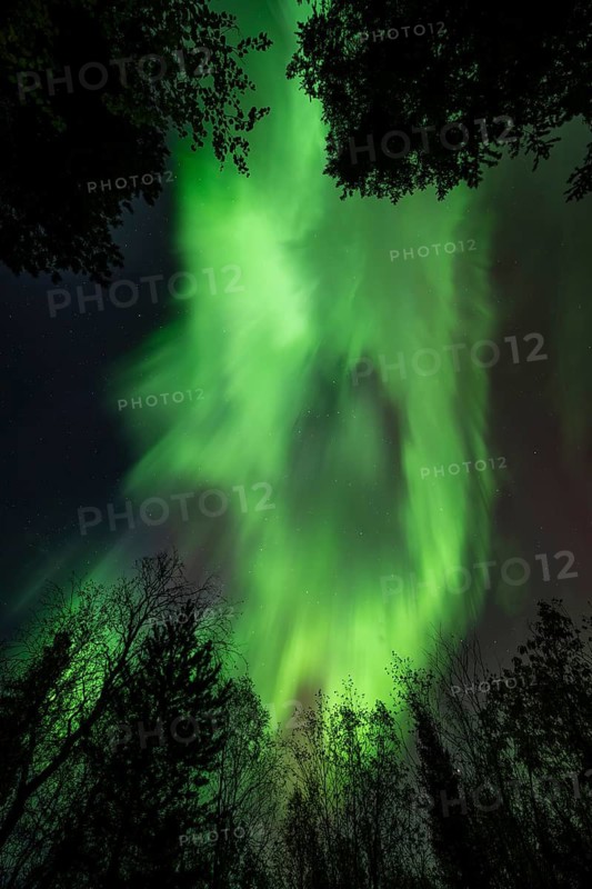 Intense Northern Lights (Aurora borealis) Corona, above trees, Gällivare, Norrbotten, Lapland, Sweden, September 2023