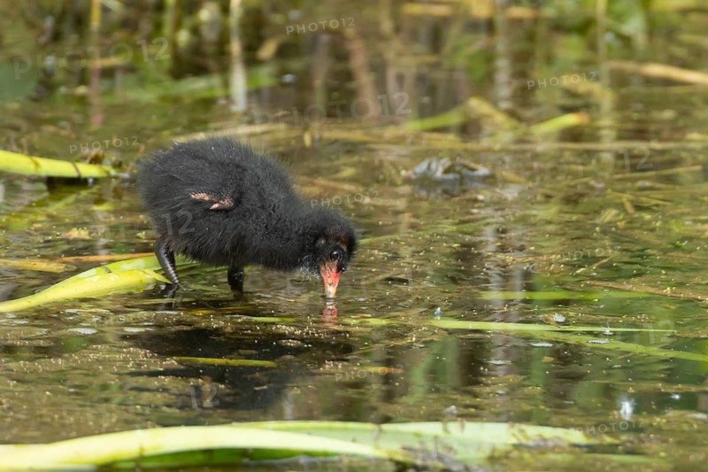 Moorhen (Gallinula chloropus) juvenile baby bird feeding on a pond, RSPB Titchwell nature reserve, Norfolk, England, United Kingdom