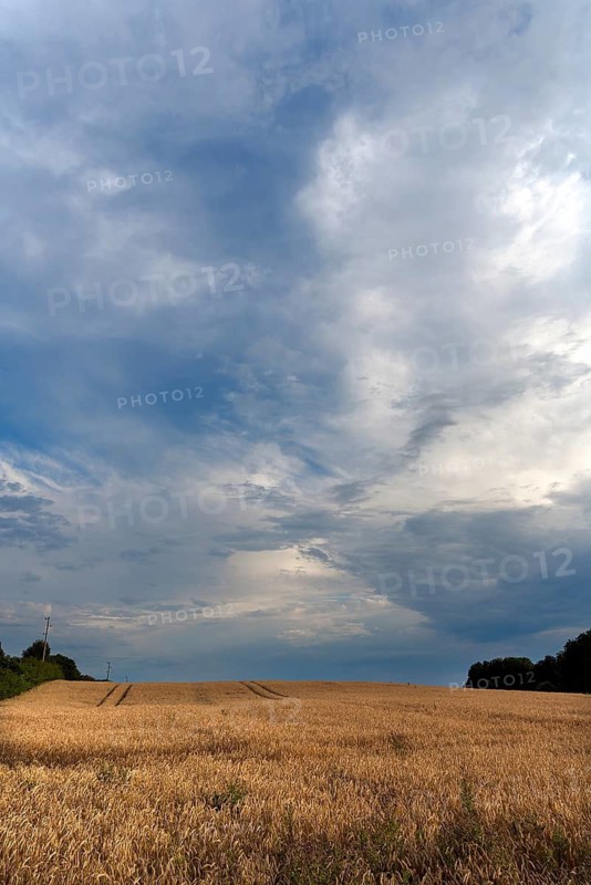 Ripe barleys (Hordeum vulgare), rain clouds, Mecklenburg-Vorpommern, Germany