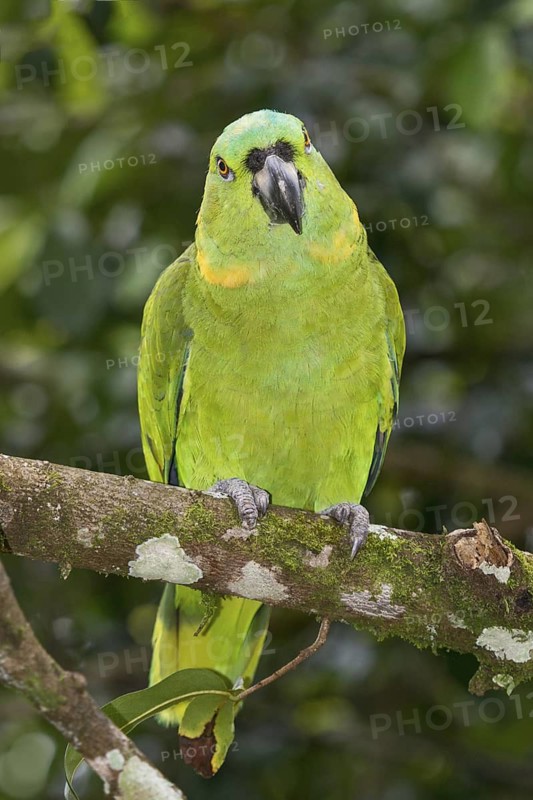 Yellow-naped Amazon (Amazona auropalliata), Costa Rica