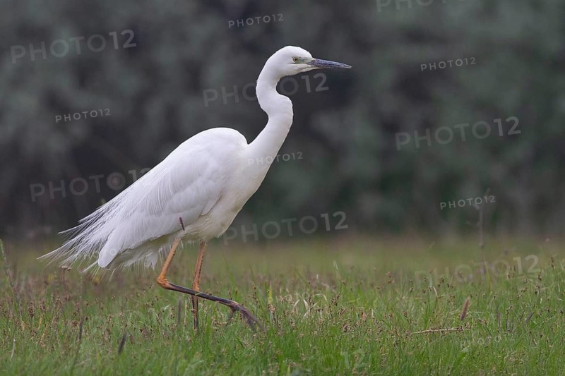 Great Egret (Ardea alba), Subotica, Serbia