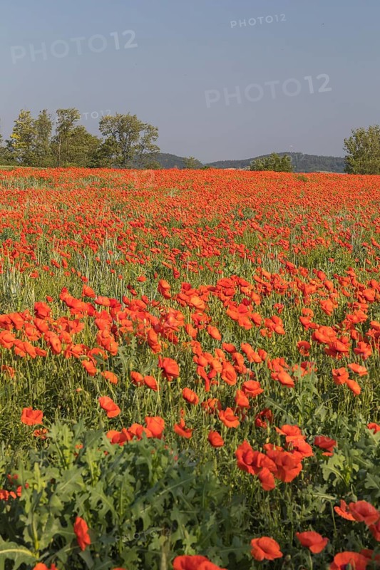 Field of blooming Papaver rhoeas (common poppy, corn poppy, corn rose, field poppy, Flanders poppy or red poppy) in Czech Republic