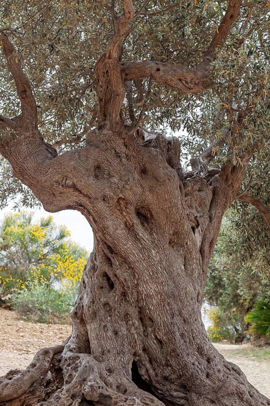 An impressive old olive tree with a dense crown and massive, gnarled bark stands in a tranquil landscape in the valley of Agrigento, Sicily, Italy