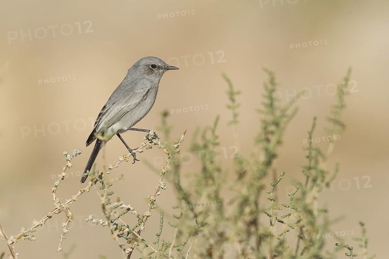 Blackstart (Oenanthe melanura), Makhtesh Ramon, Israel