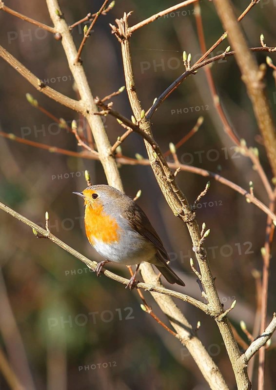 Robin (Erithacus rubecula) sitting on a branch, North Rhine-Westphalia, Germany