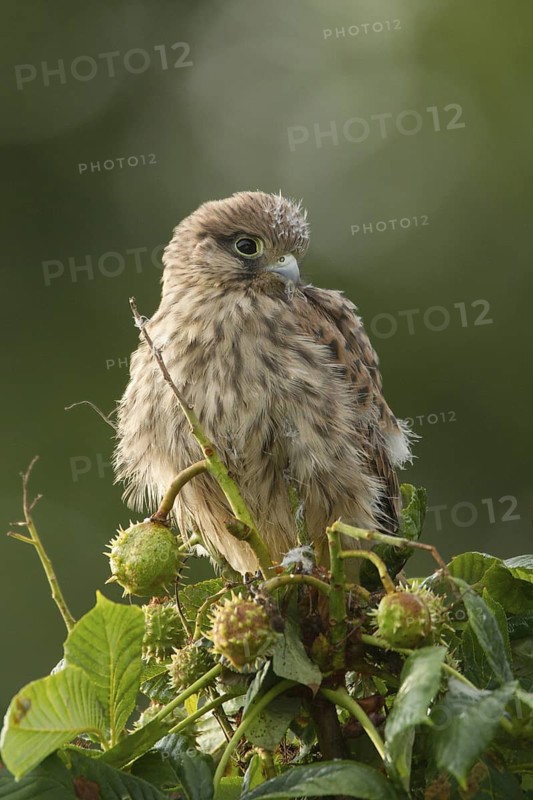 Common Kestrel (Falco tinnunculus) juvenile, Rhineland-Palatinate, Germany