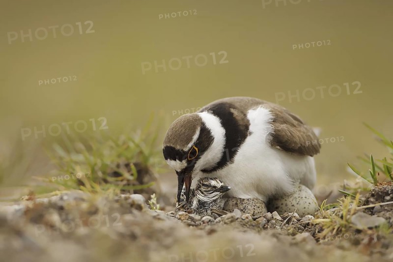 Little Ringed Plover (Charadrius dubius) juvenile eggs
